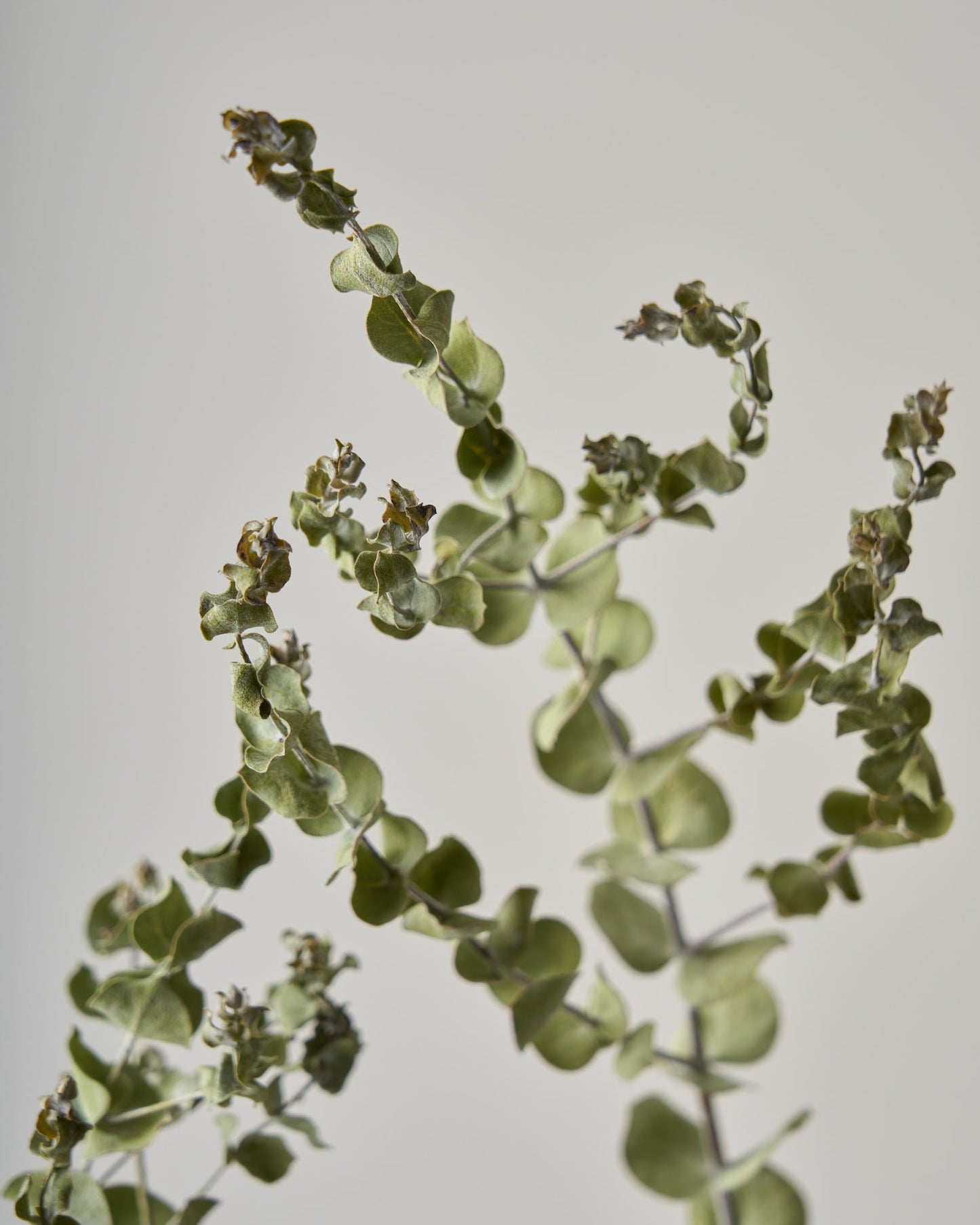 ［ドライフラワー］ユーカリ ベイビーブルー