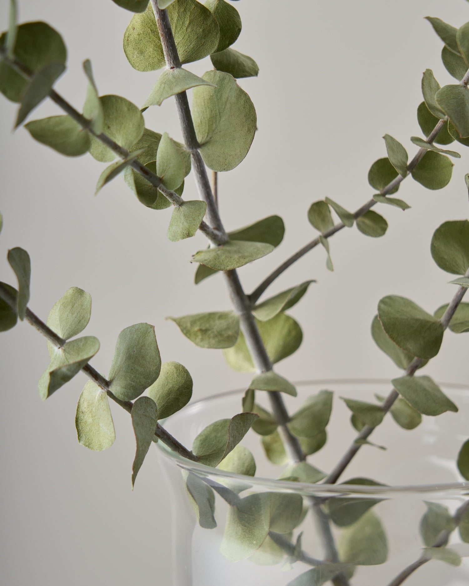 ドライフラワー］ユーカリ ベイビーブルー商品ページ - 土と風の