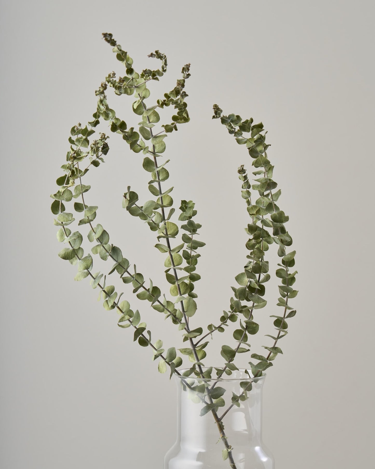 ［ドライフラワー］ユーカリ ベイビーブルー