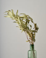 ［ドライフラワー］ユーカリ グレッグソニアーナ