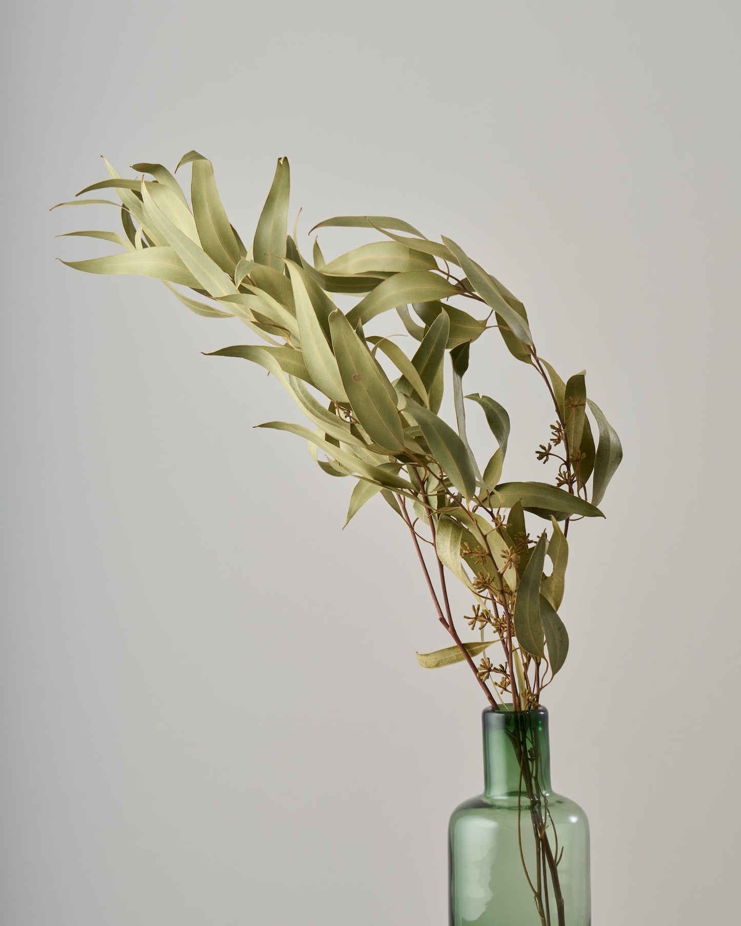 ［ドライフラワー］ユーカリ グレッグソニアーナ