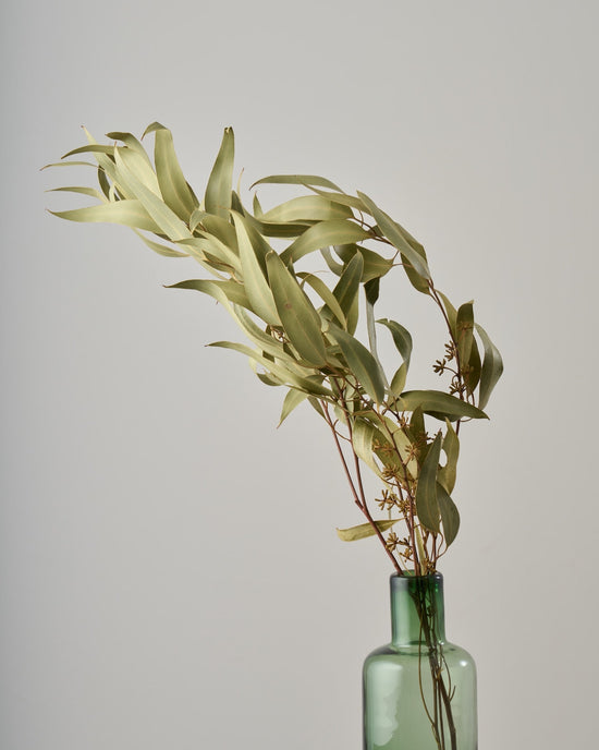 ［ドライフラワー］ユーカリ グレッグソニアーナ