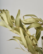 ［ドライフラワー］ユーカリ グレッグソニアーナ