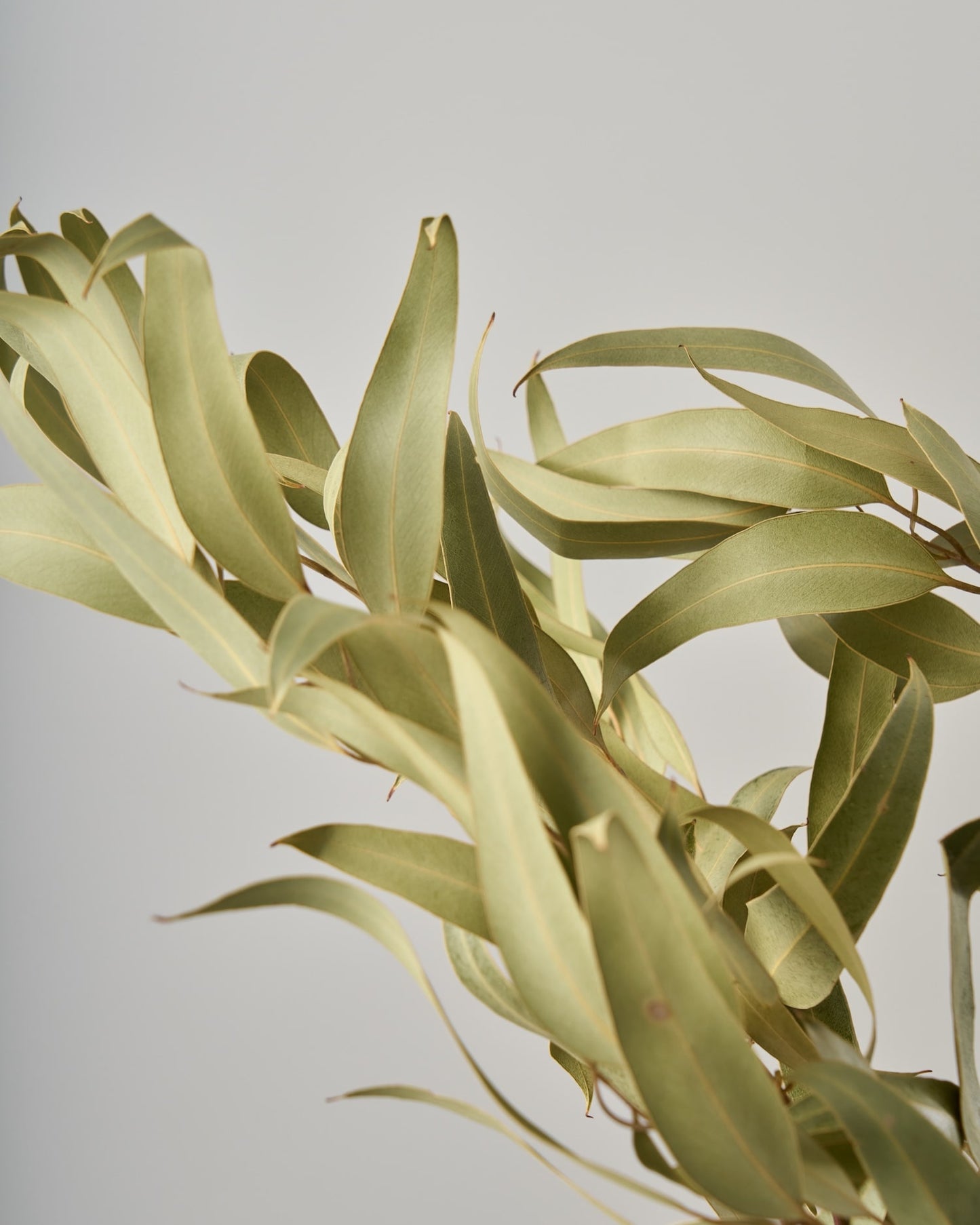 ［ドライフラワー］ユーカリ グレッグソニアーナ