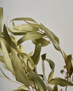 ［ドライフラワー］ユーカリ グレッグソニアーナ