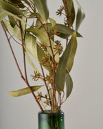 ［ドライフラワー］ユーカリ グレッグソニアーナ