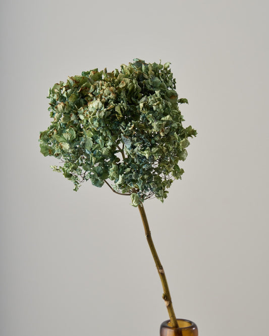 ［ドライフラワー］深海にたゆたう、ブルーグリーンの紫陽花