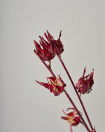 ［ドライフラワー］ベニアオイ