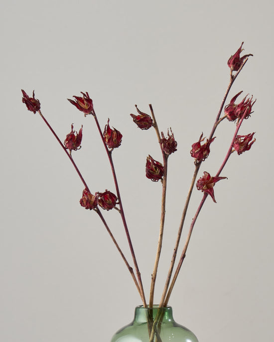 ［ドライフラワー］ベニアオイ