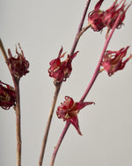 ［ドライフラワー］ベニアオイ