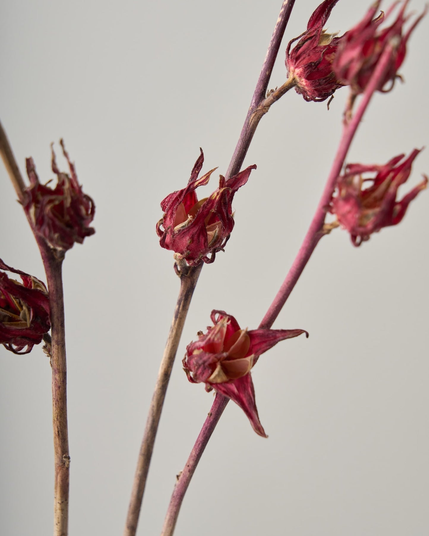 ［ドライフラワー］ベニアオイ