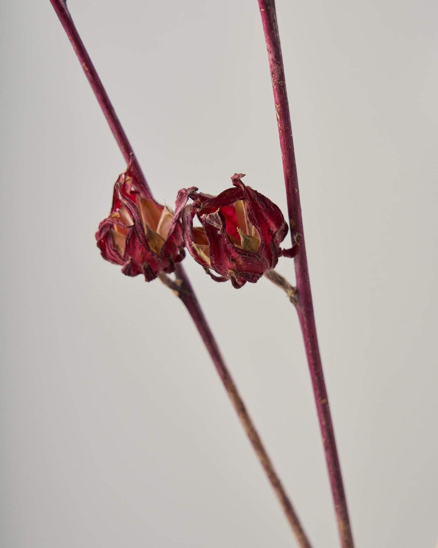 ［ドライフラワー］ベニアオイ