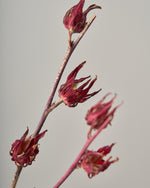 ［ドライフラワー］ベニアオイ