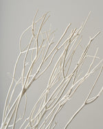 ［ドライフラワー］ミツマタ（ホワイト）