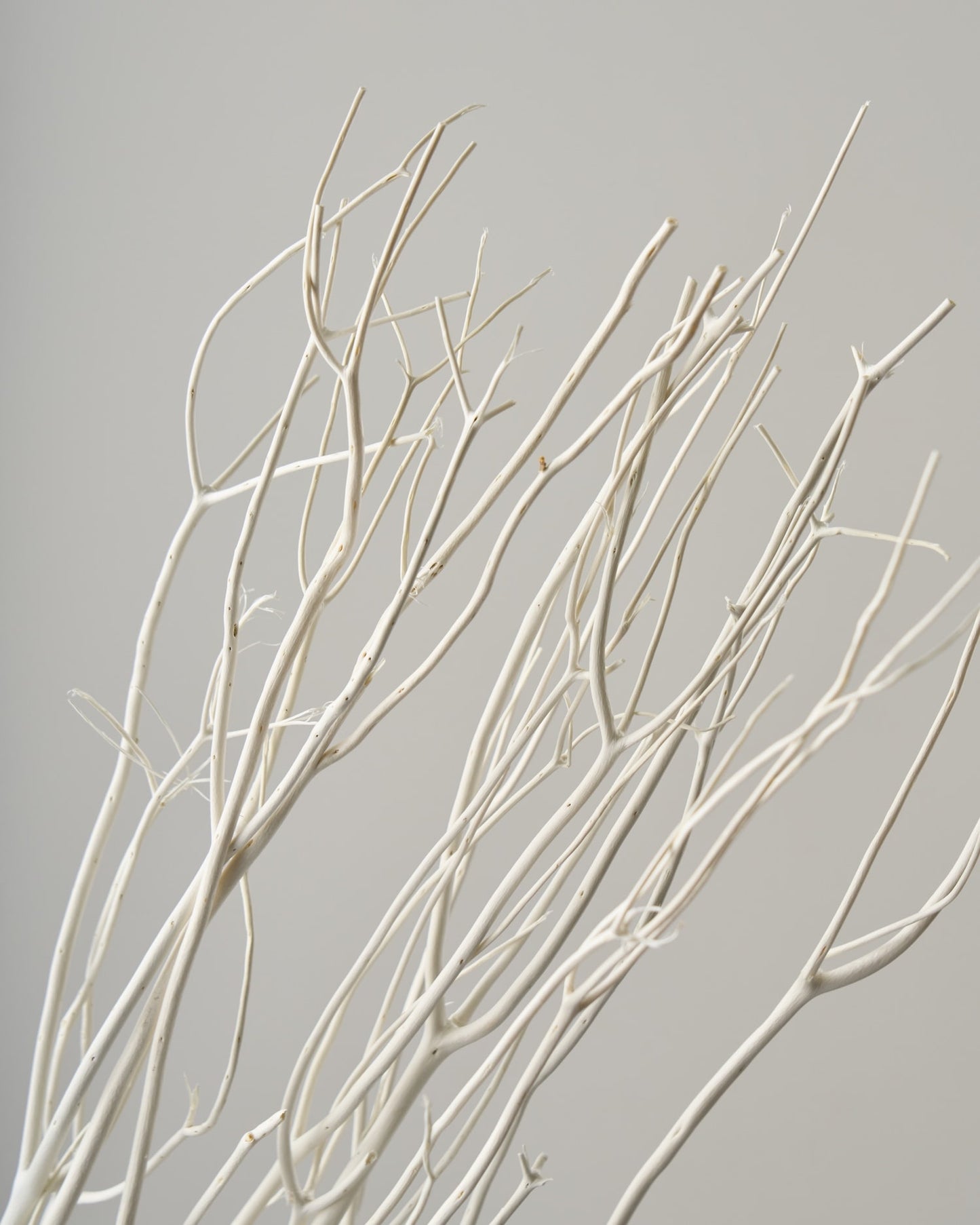 ［ドライフラワー］ミツマタ（ホワイト）