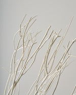 ［ドライフラワー］ミツマタ（ホワイト）