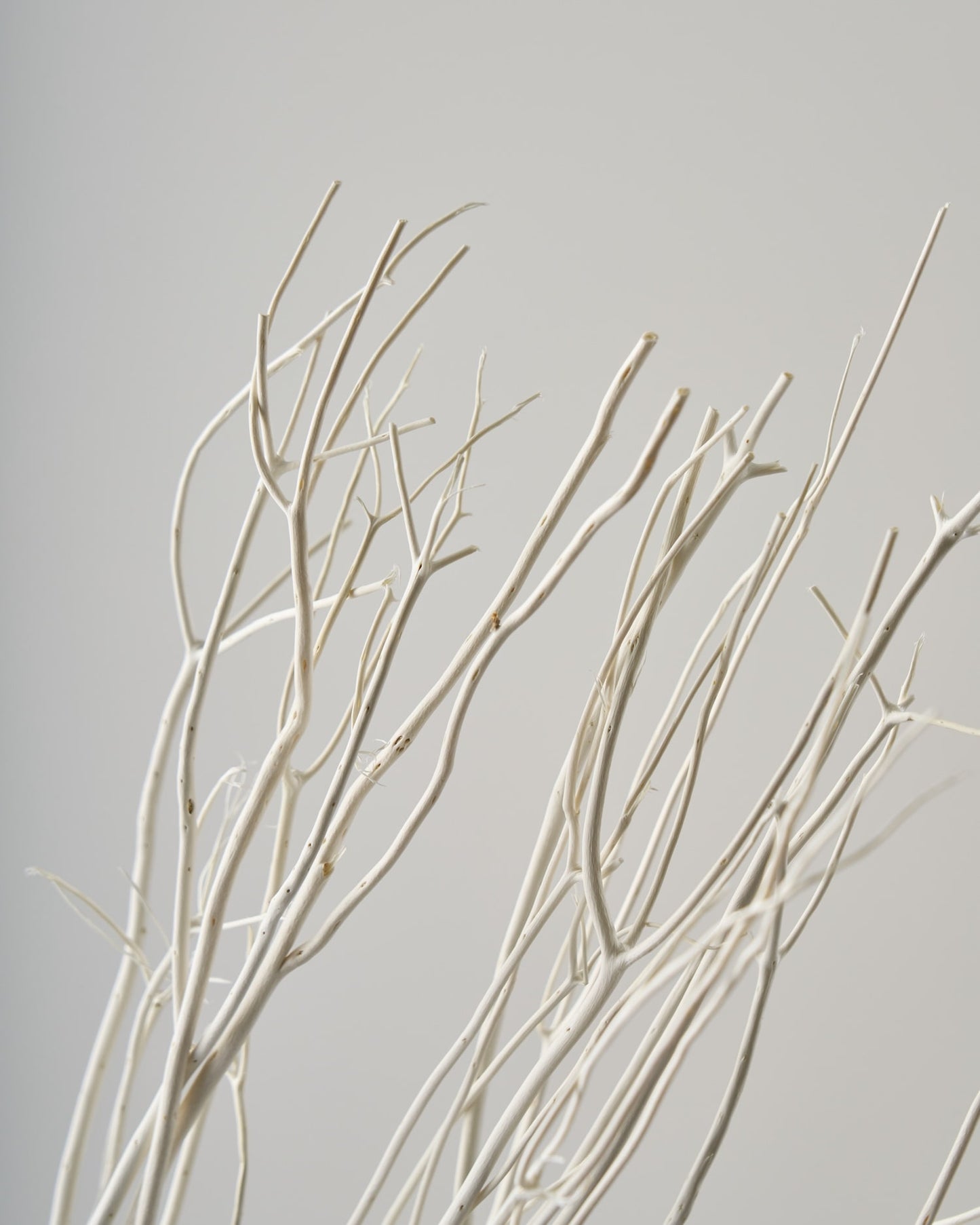 ［ドライフラワー］ミツマタ（ホワイト）