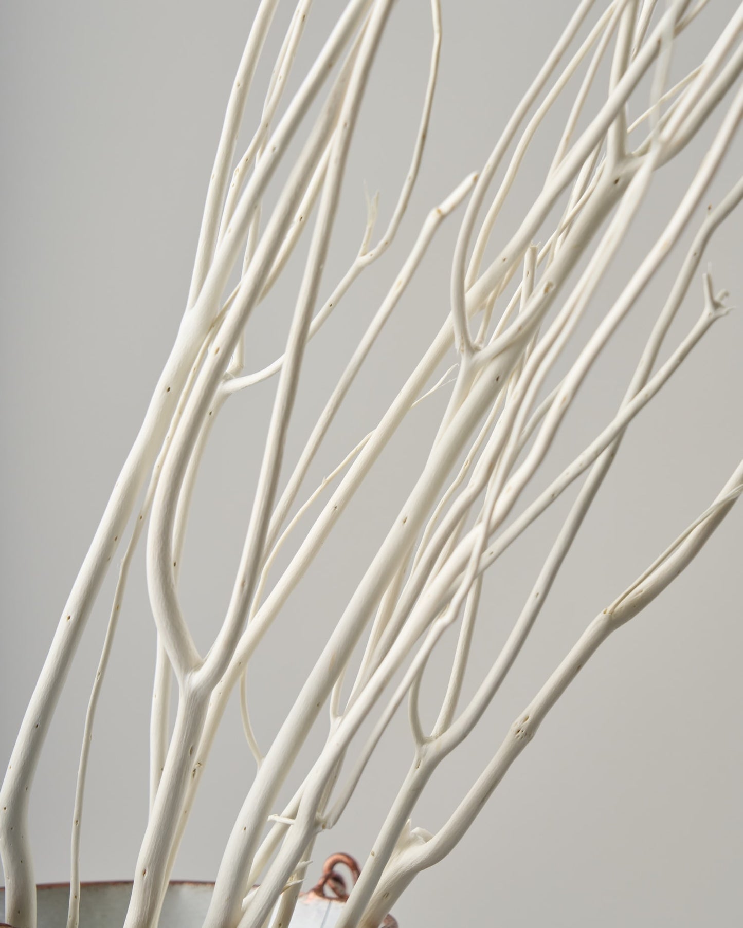 ［ドライフラワー］ミツマタ（ホワイト）