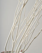 ［ドライフラワー］ミツマタ（ホワイト）