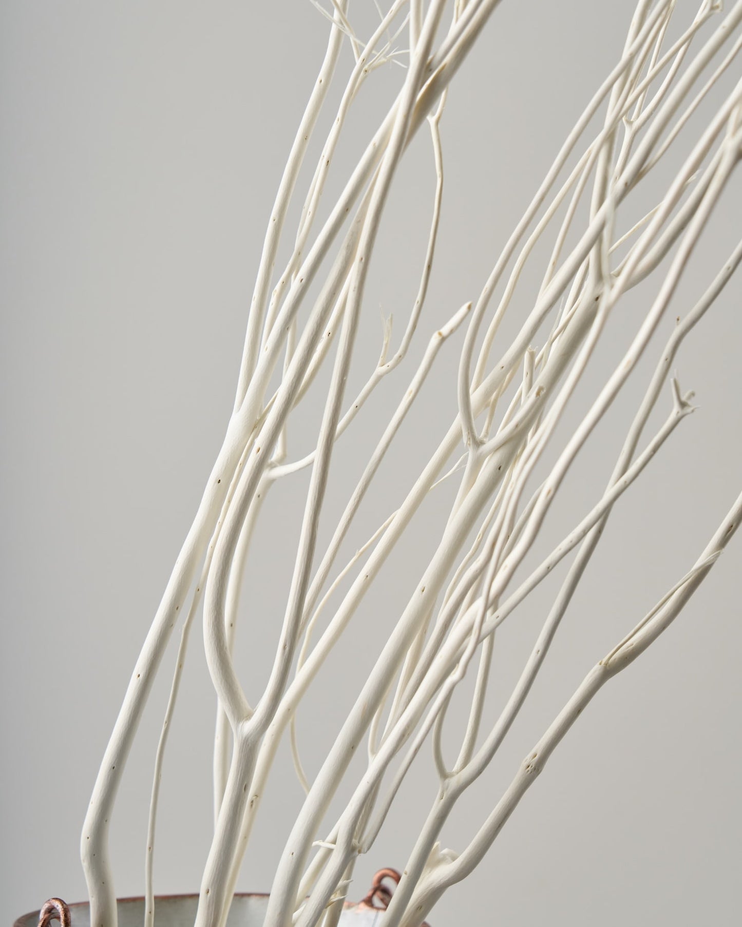 ［ドライフラワー］ミツマタ（ホワイト）