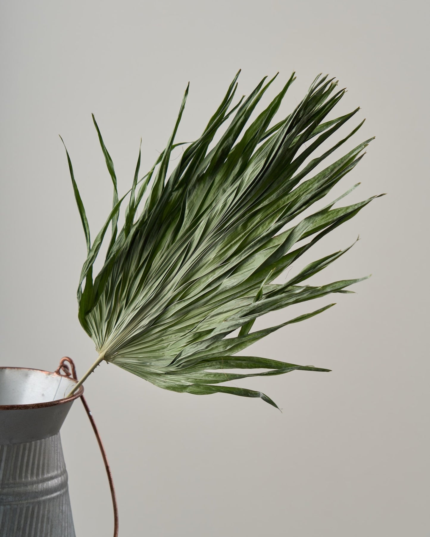 ［ドライフラワー］リビスト二ア