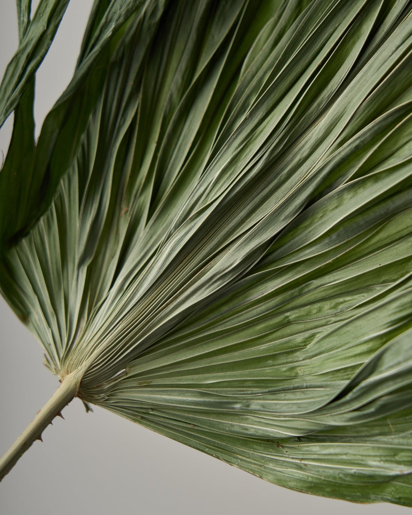 ［ドライフラワー］リビスト二ア