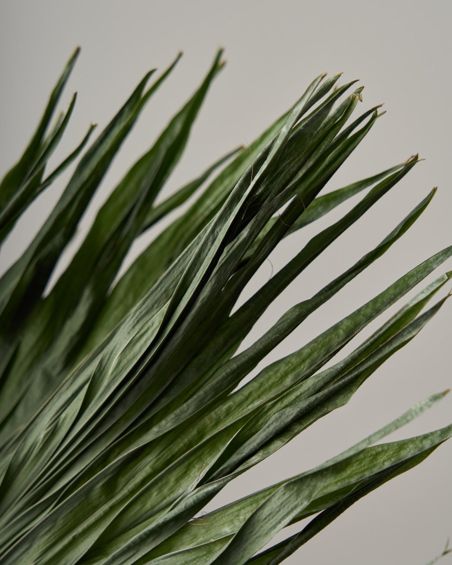 ［ドライフラワー］リビスト二ア