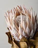 ［ドライフラワー］プロテア キング