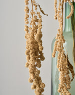 ［ドライフラワー］アマランサス グリーン