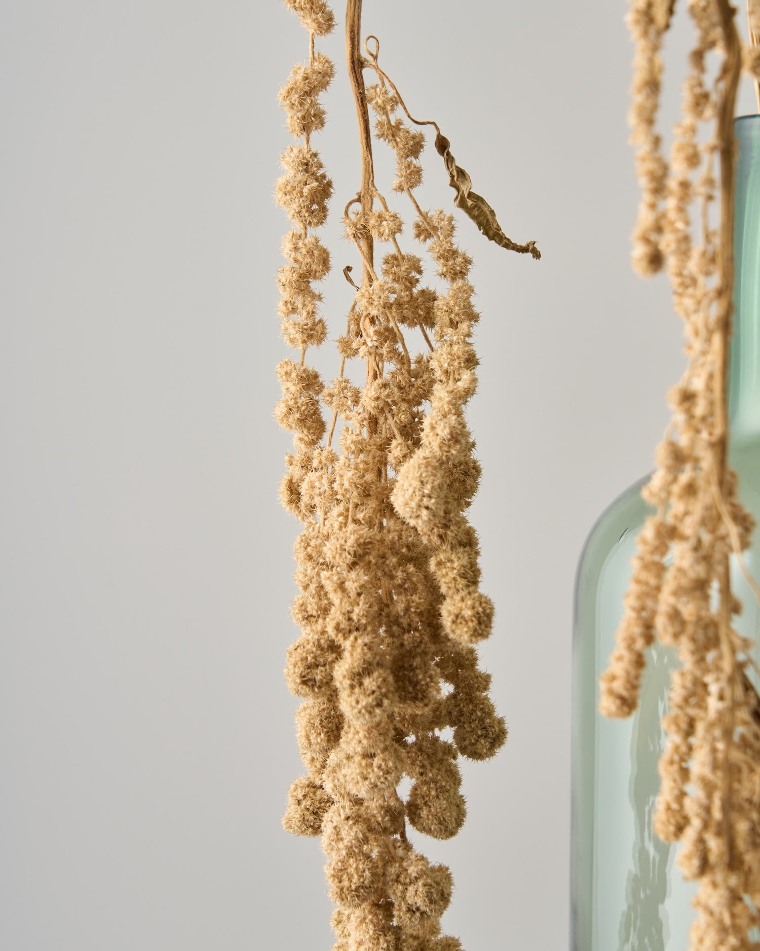 ドライフラワー］アマランサス グリーン 商品ページ - 土と風の植物園