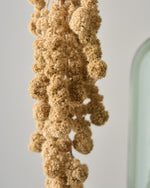 ［ドライフラワー］アマランサス グリーン