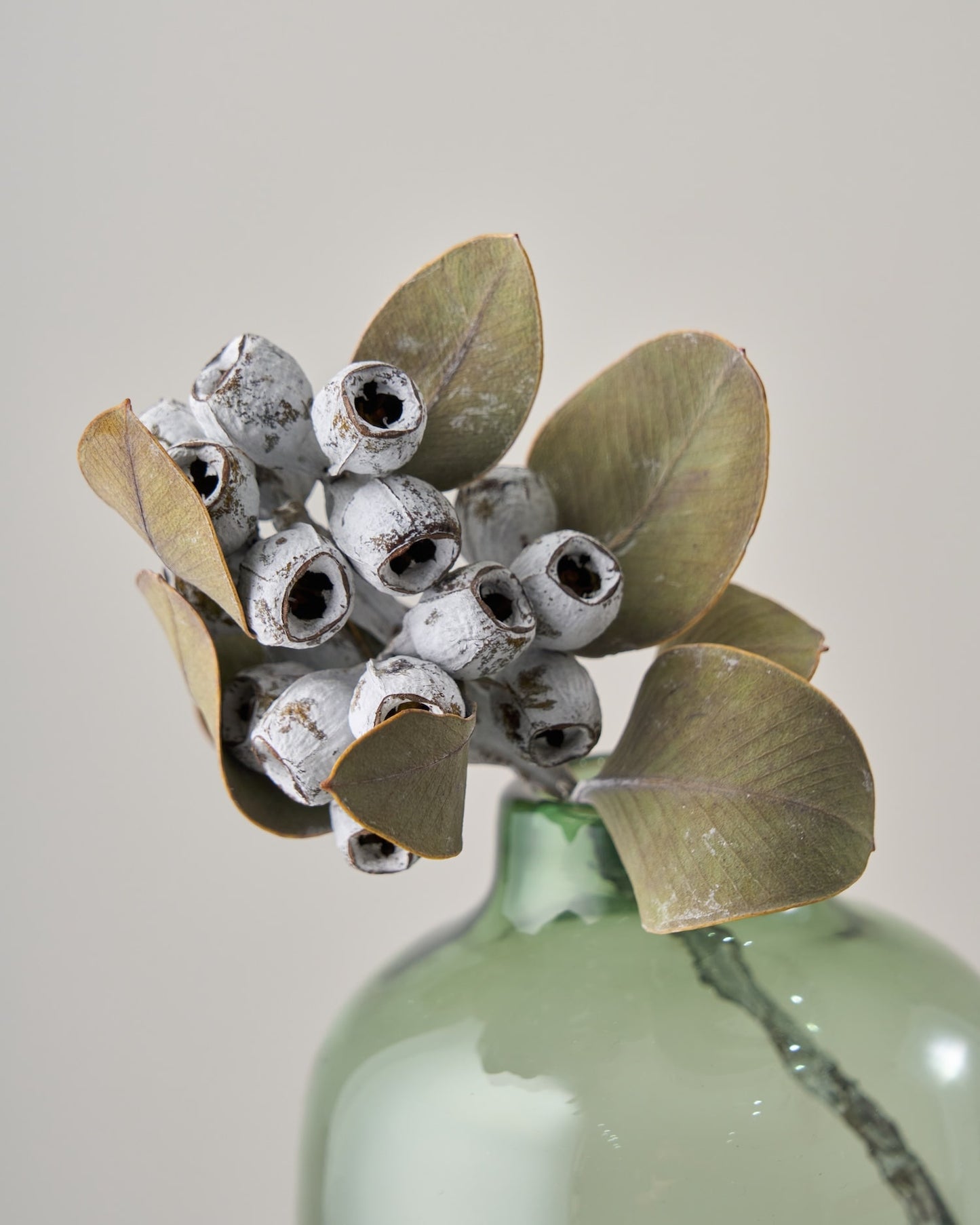 ［ドライフラワー］ユーカリ テトラゴナ