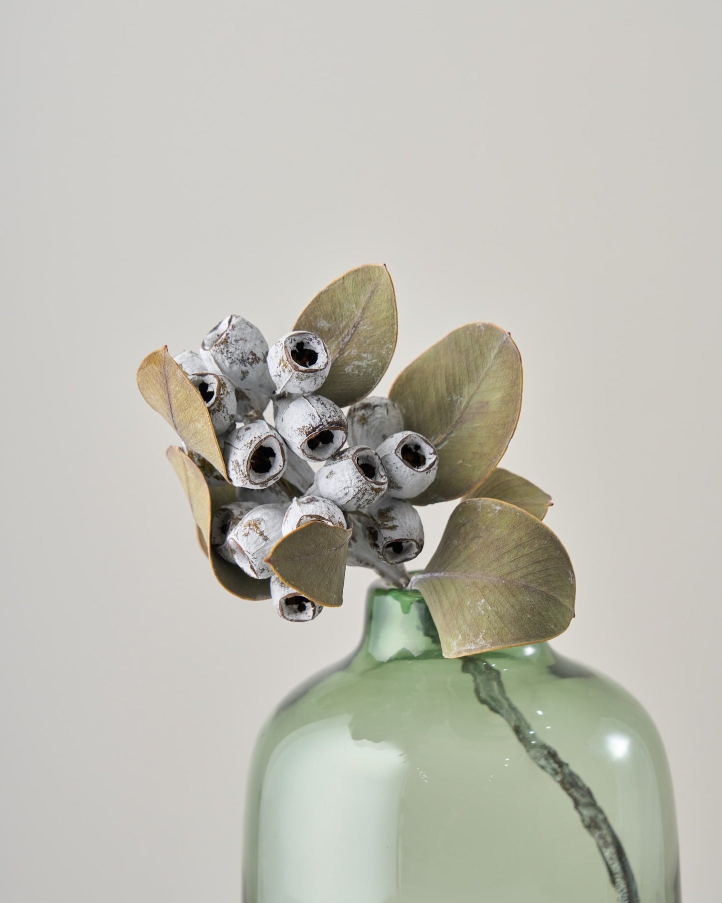 ［ドライフラワー］ユーカリ テトラゴナ