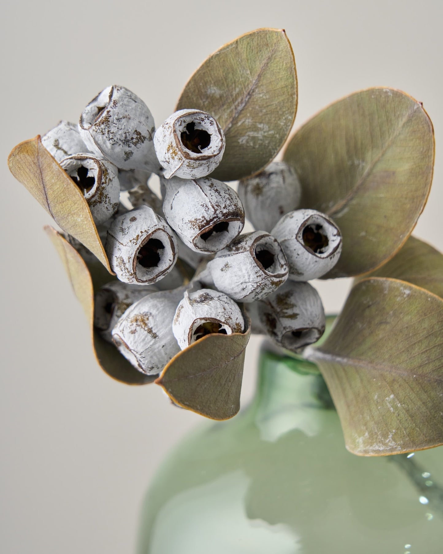 ［ドライフラワー］ユーカリ テトラゴナ