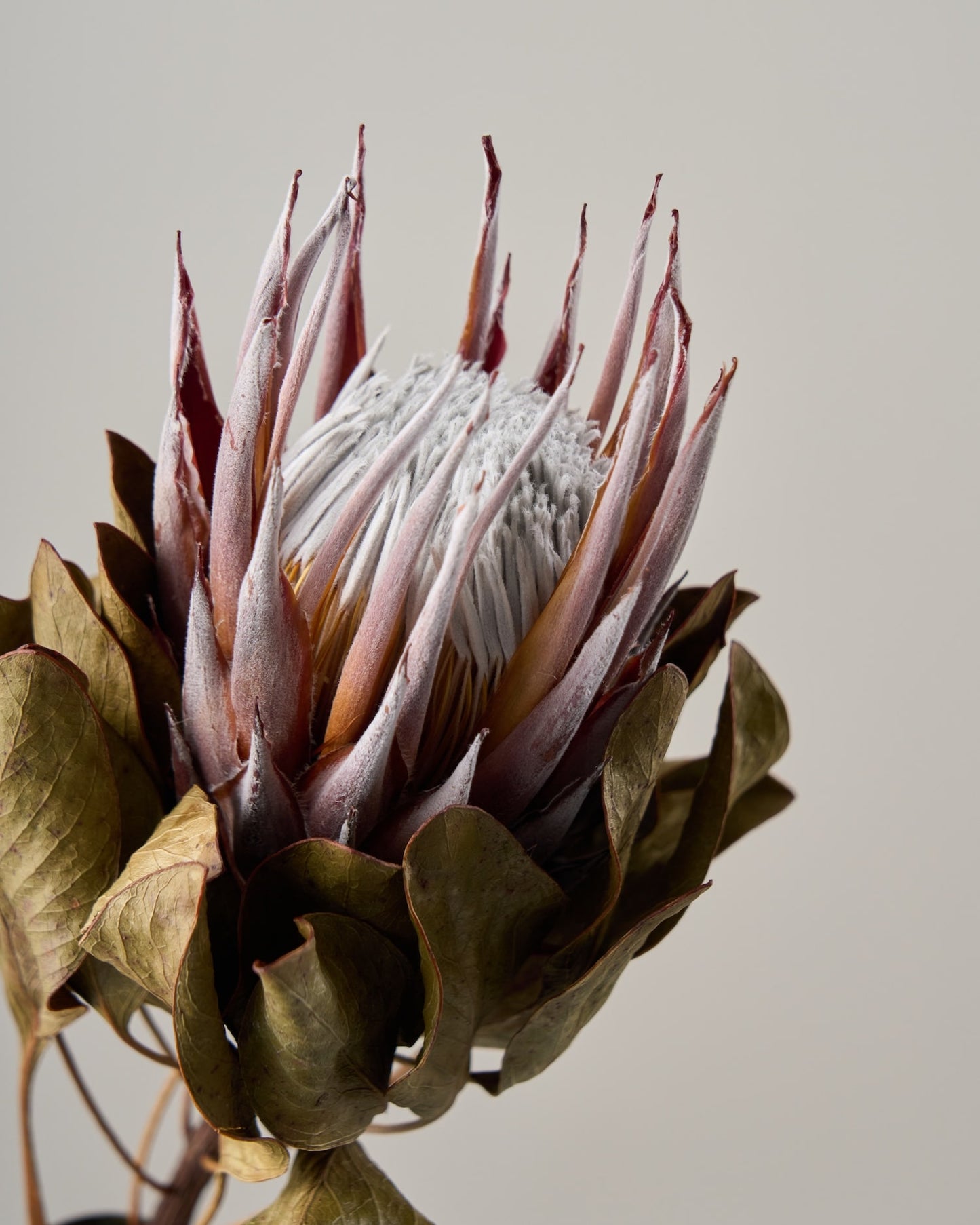 ［ドライフラワー］プロテア マディバ