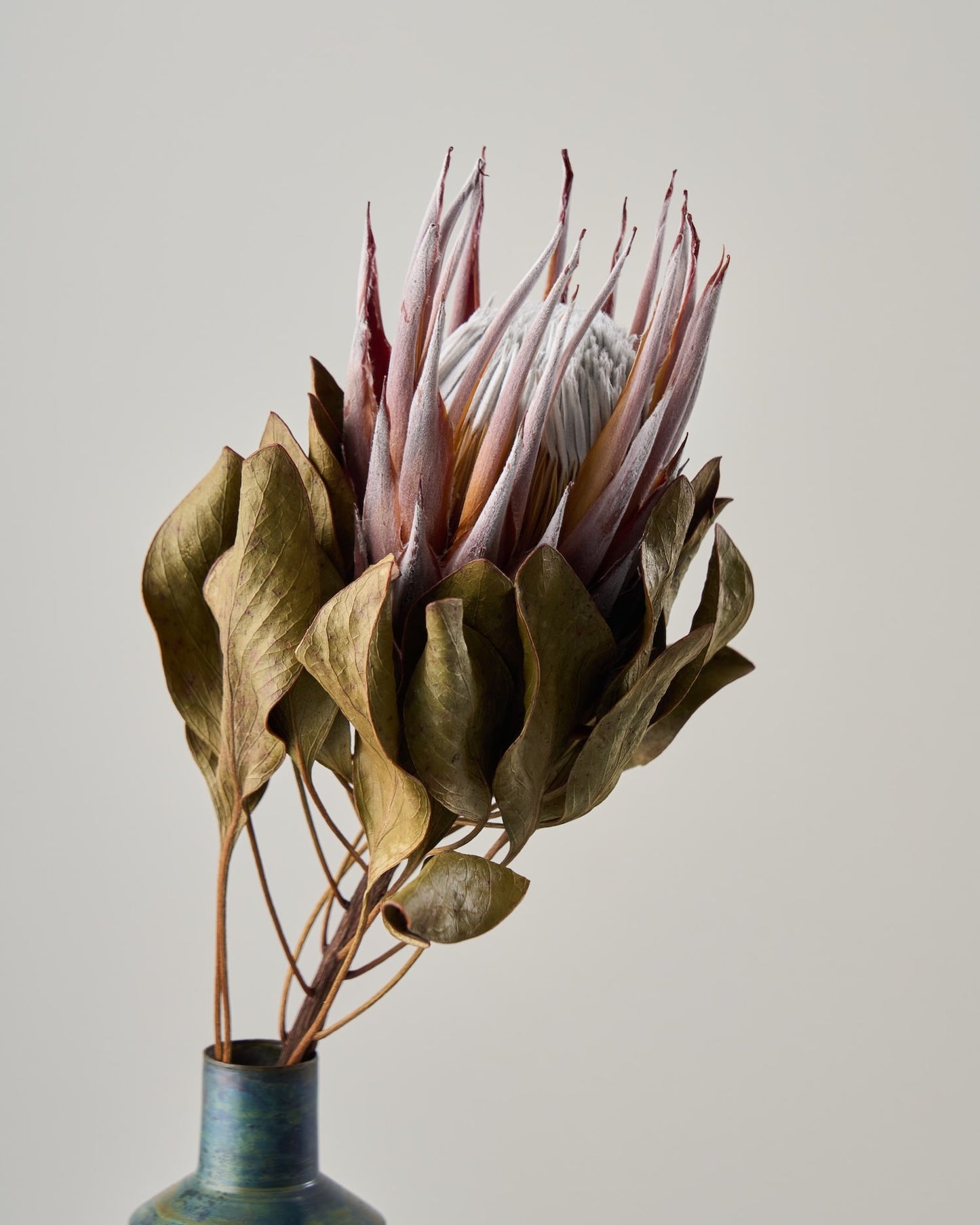 ［ドライフラワー］プロテア マディバ