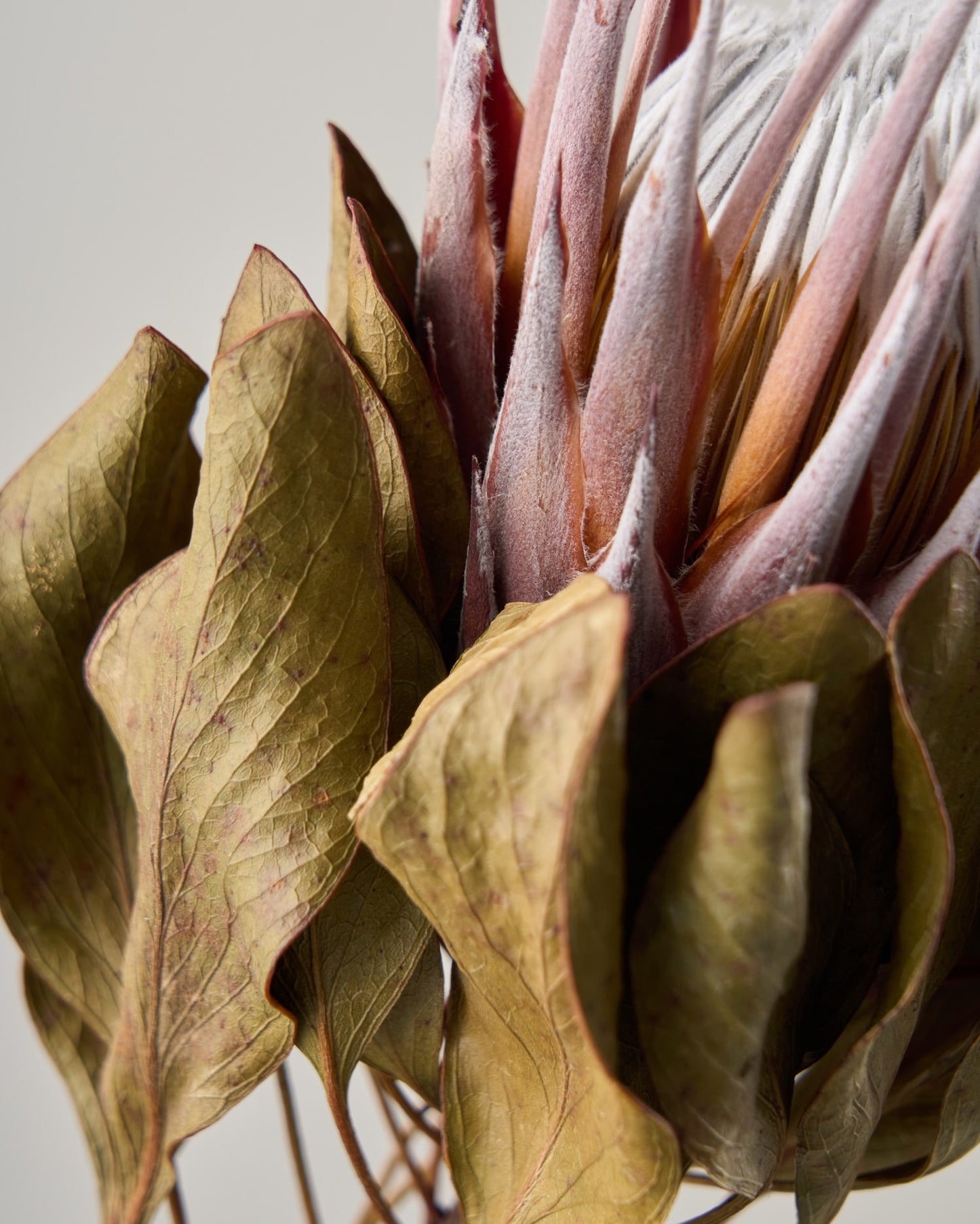 ［ドライフラワー］プロテア マディバ