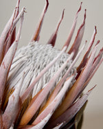 ［ドライフラワー］プロテア マディバ