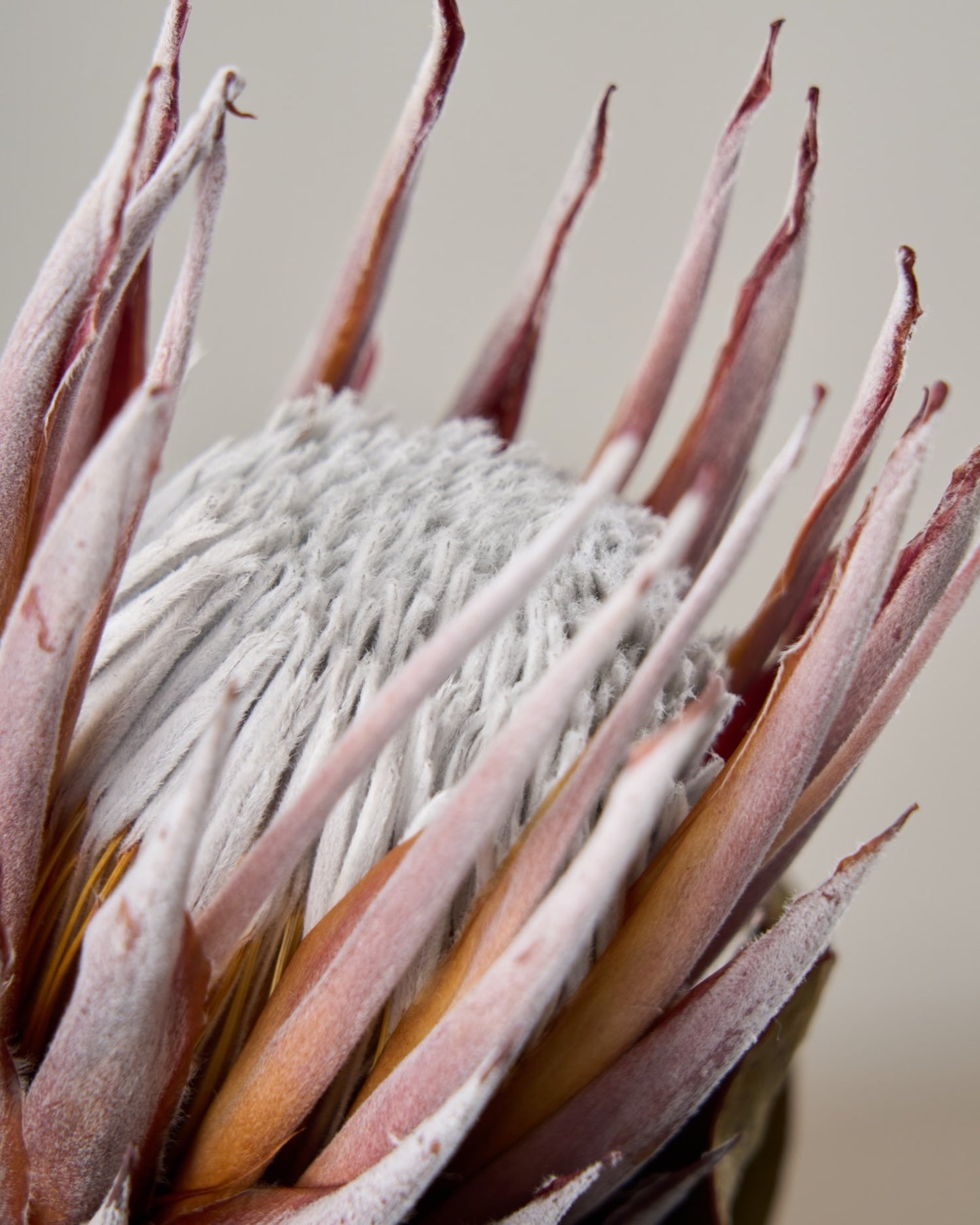 ［ドライフラワー］プロテア マディバ