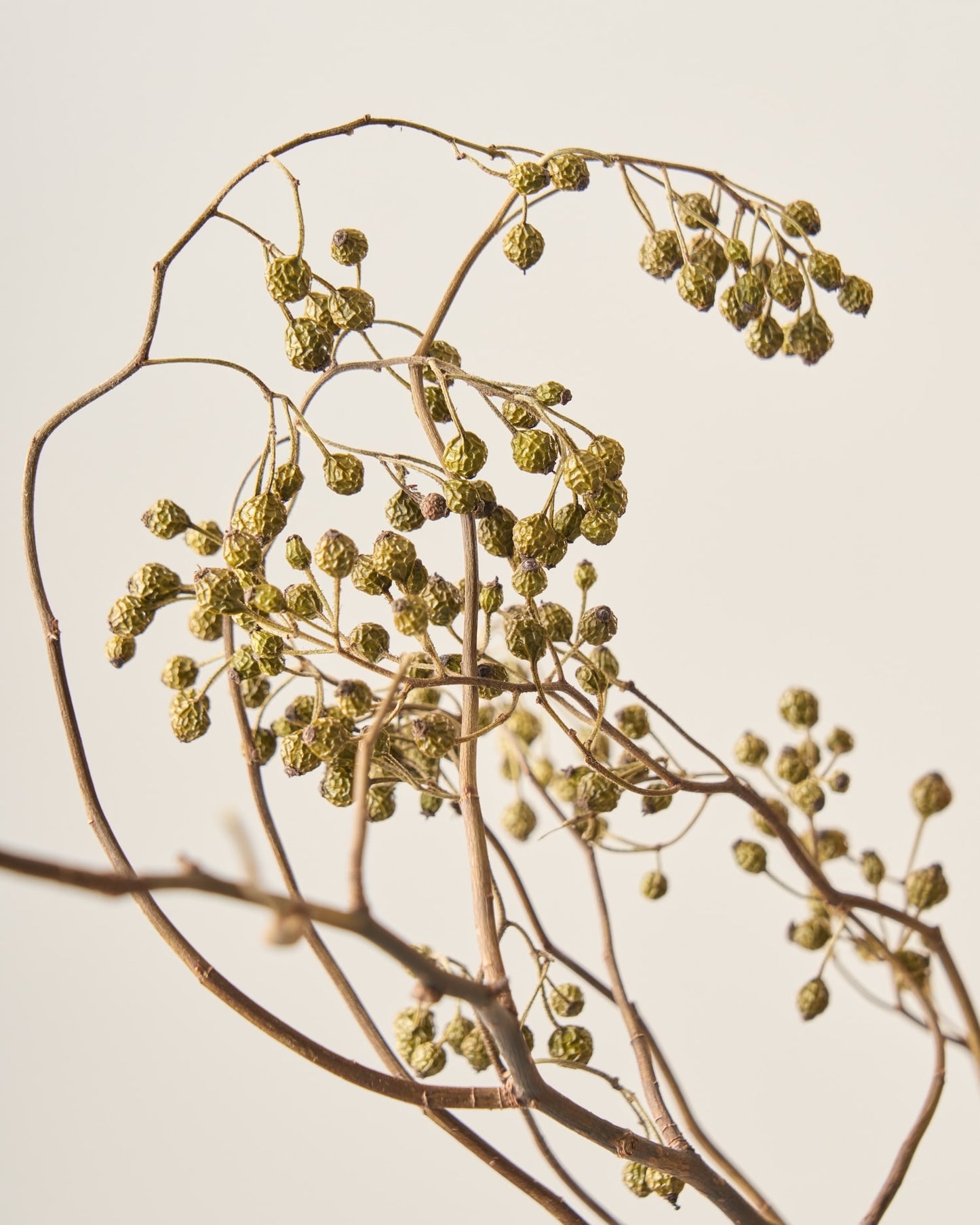 ハロウィンを彩るドライフラワーセット