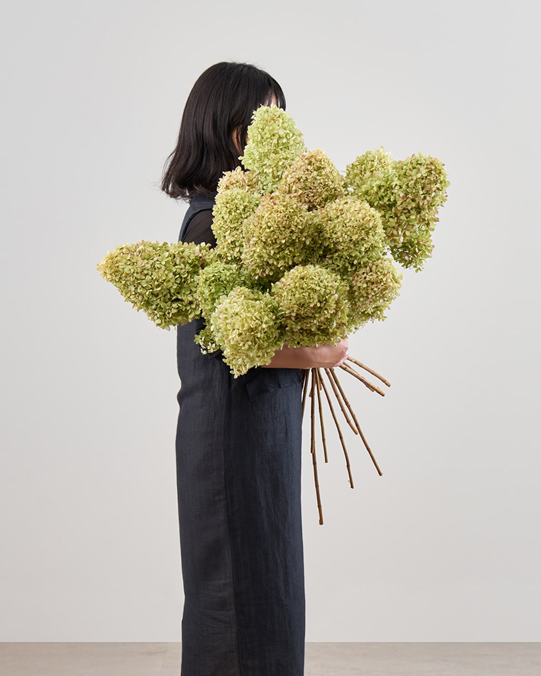 ［ドライフラワー］紫陽花 ノリウツギ ライムライト