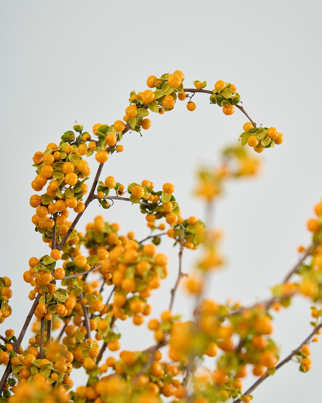 ［ドライフラワー］ツルウメモドキ