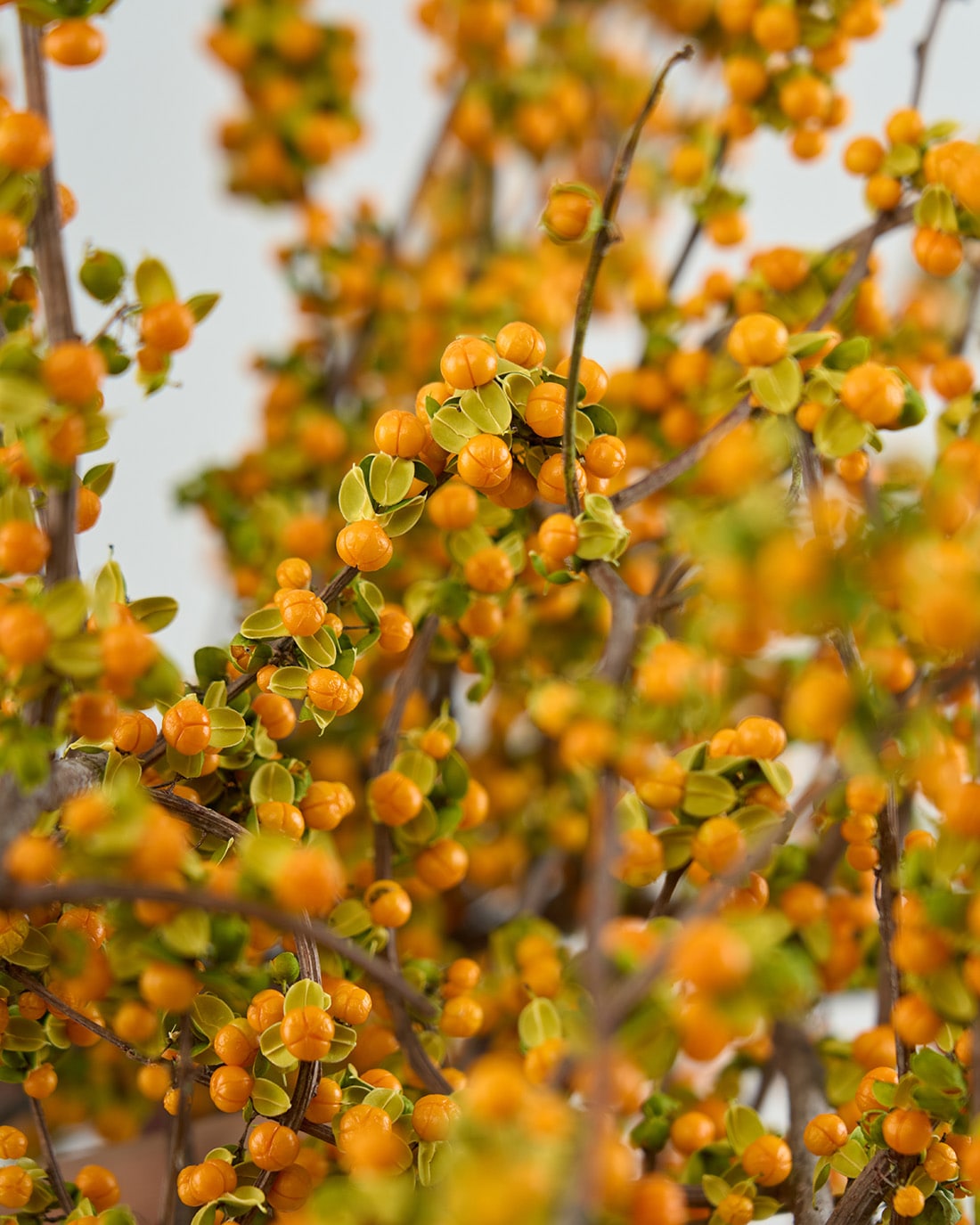 ［BIGボタニカル｜ドライ］ツルウメモドキ 120-140cm