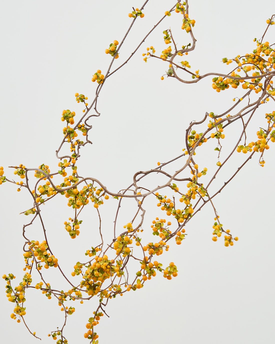 ［ドライフラワー］ツルウメモドキ