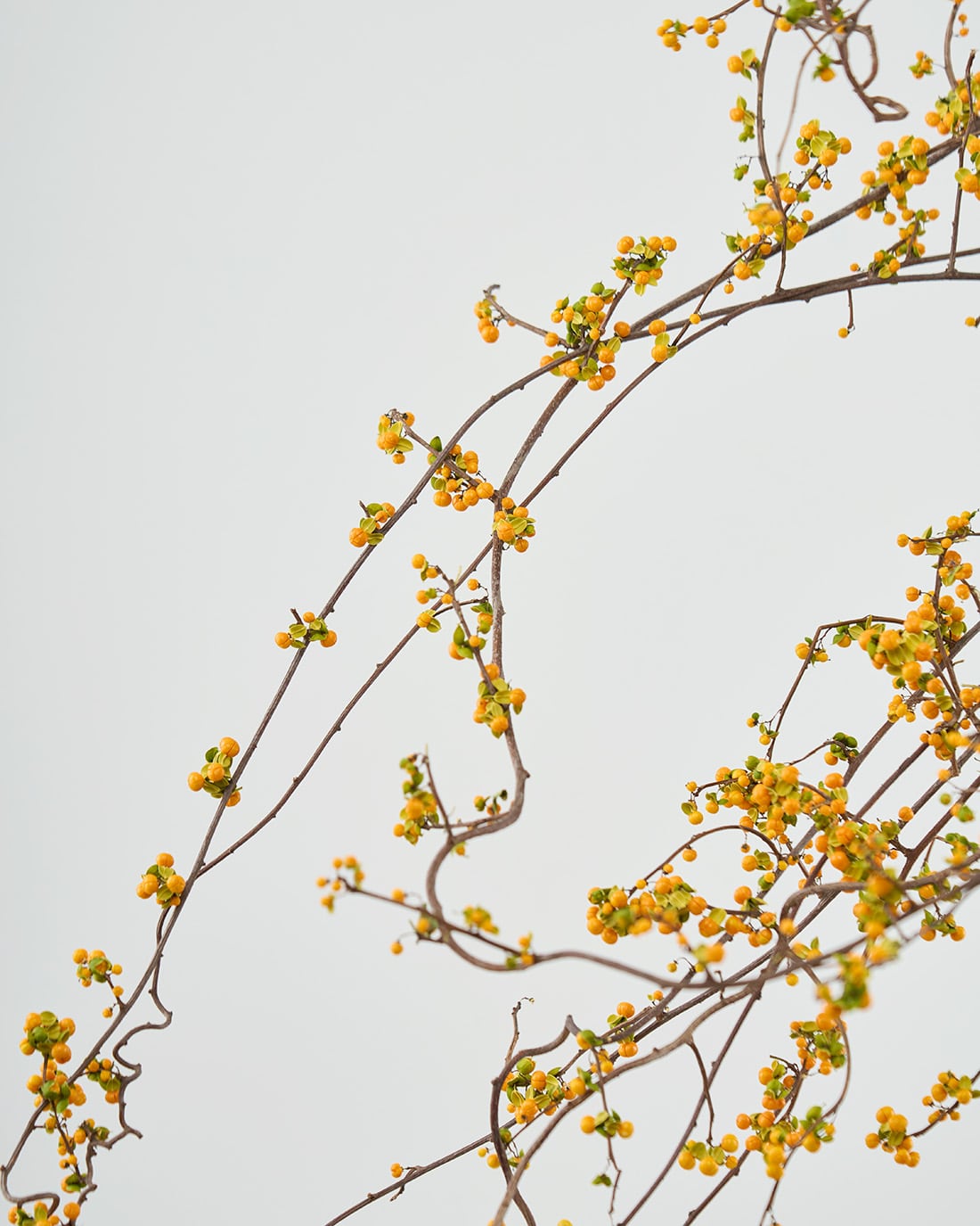 ［ドライフラワー］ツルウメモドキ