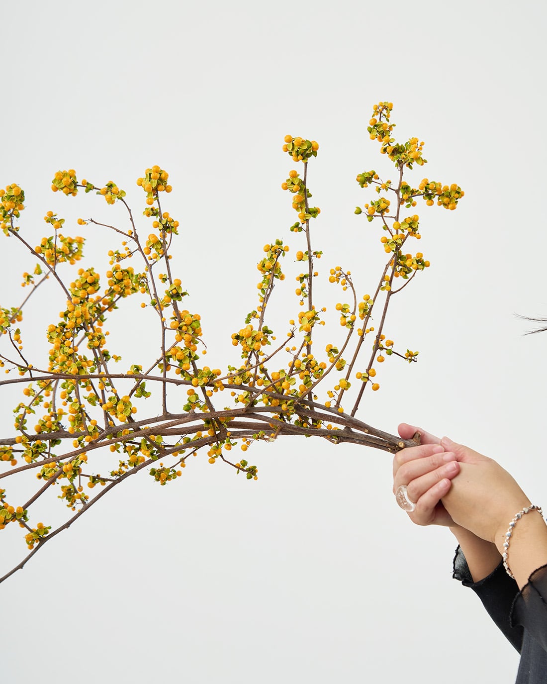 ［BIGボタニカル｜ドライ］ツルウメモドキ 120-140cm