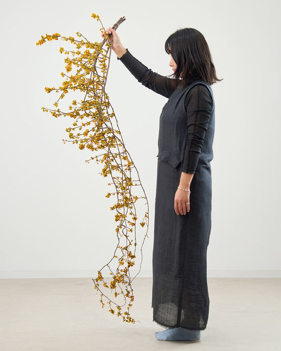 ［BIGボタニカル｜ドライ］ツルウメモドキ 120-140cm