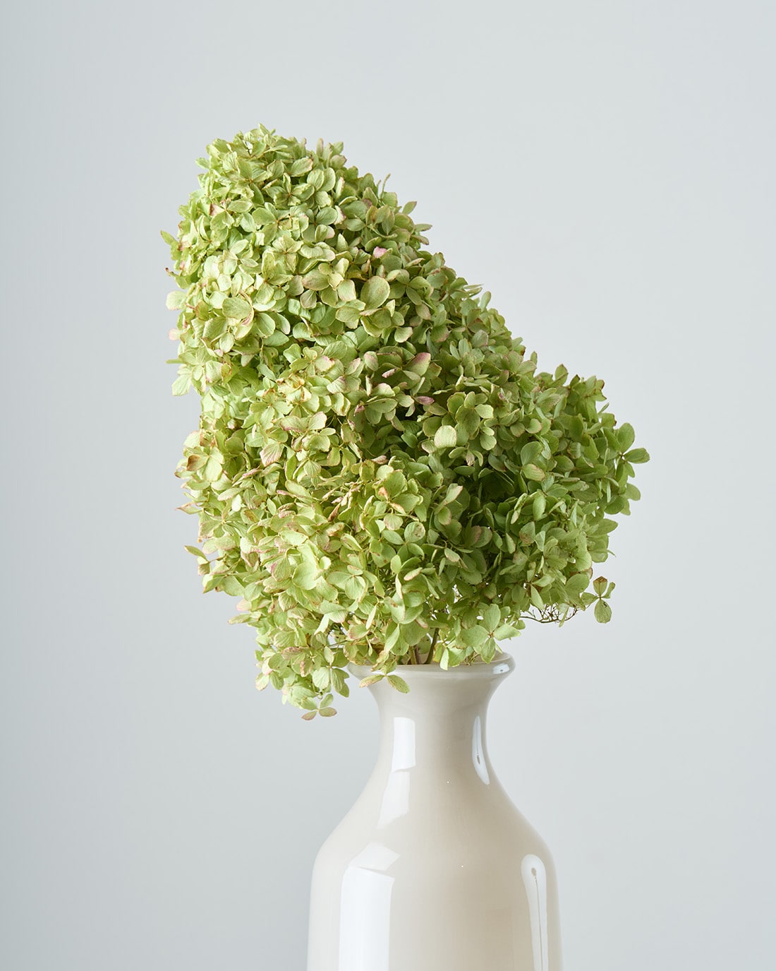 ［ドライフラワー］紫陽花 ノリウツギ ライムライト