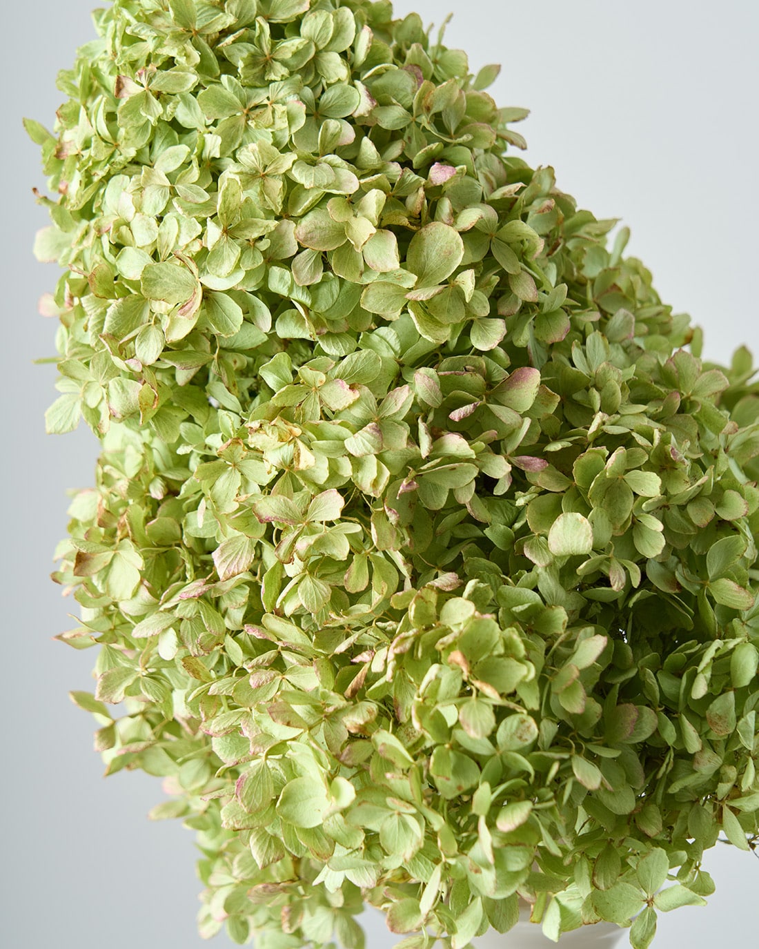 ［ドライフラワー］紫陽花 ノリウツギ ライムライト