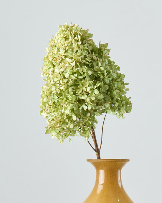 ［ドライフラワー］紫陽花 ノリウツギ ライムライト